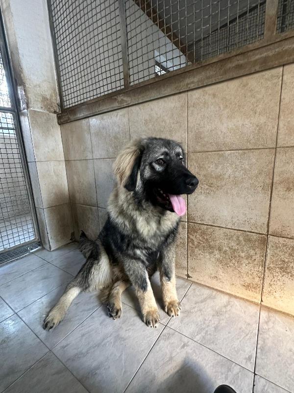 VIENNA CUCCIOLA PASTORE DEL CAUCASO Foto 2